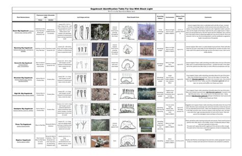 Sagebrush Identification Table For Use With Black Light