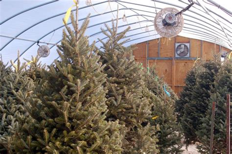 Fraser Fir Christmas Trees | Heyden's Gardens | Cedarburg