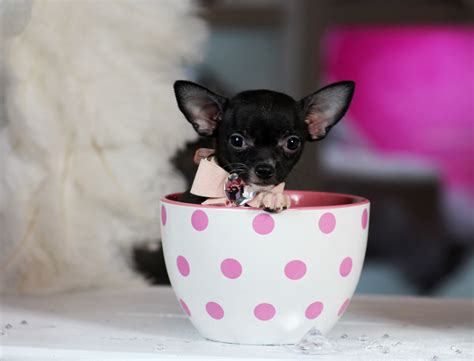 Adorable Teacup Chihuahua for Adoption