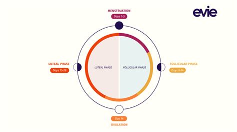 What Are the Phases of Your Menstrual Cycle? – Evie