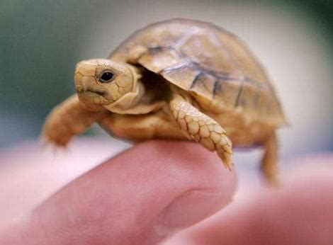 Egyptian Tortoise