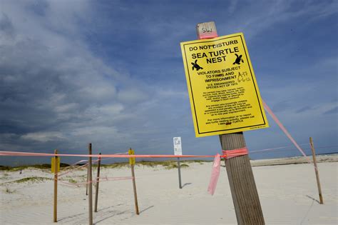 Share the Beach volunteers continue to protect sea turtles on Alabama's coast | AL.com