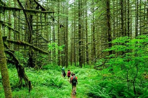 Visit 6 Incredible Rain Forests In India For An Epic Adventure In 2023!