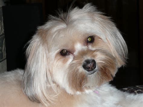 Yorkie Maltese Mix - Dog Training Home | Dog Types