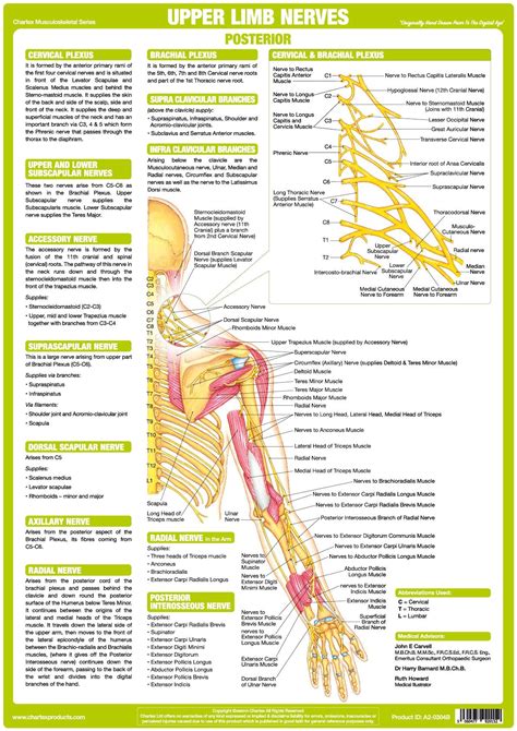 Upper Limb Nerve Chart - Posterior – Chartex Ltd