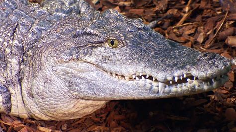 Croc Man The Series - Zoo Licence | Crocodile Zoo Documentary Series | Natural History Channel ...