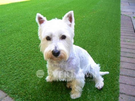 A lovely Westie Dog posing on their new EverLawn® Artificial Grass #artificialgrass #dog #westie ...