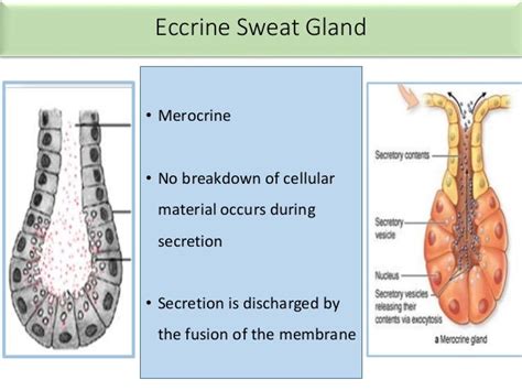 Sweat gland - anatomy and function