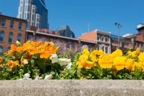 Spring Flowers In Nashville Tennessee Stock Photo - Download Image Now ...