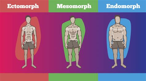 Ectomorph, Endomorph, And Mesomorph: What’s Your Body Type