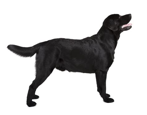 Labrador Retrievers: Dog breed info, photos, common names, and more — Embarkvet