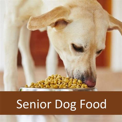 Does Your Senior Dog Need Senior Dog Food | Elderly Pet Blog