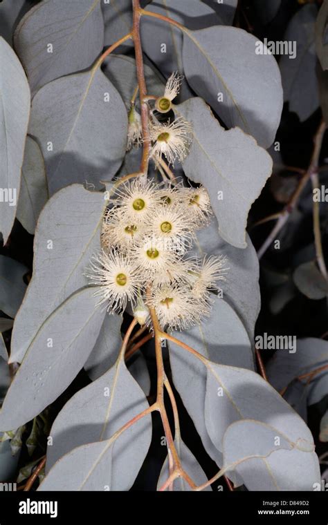 Coolibah tree coolabah tree eucalyptus coolabah family hi-res stock ...