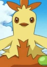 Combusken | Anime-Planet