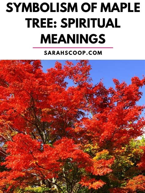 Symbolism of Maple Tree: Spiritual Meanings | Sarah Scoop