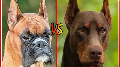 BOXER vs DOBERMAN | DOBERMAN vs BOXER | Best Guard Dog | #DogsFights ...