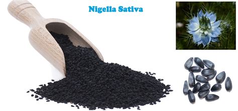 Health Benefits and Uses of Nigella Sativa - Yabibo