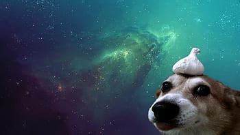 76 Doge Meme, dog meme HD wallpaper | Pxfuel