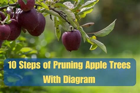 10 Steps of Pruning Apple Trees Diagram - Process Explained