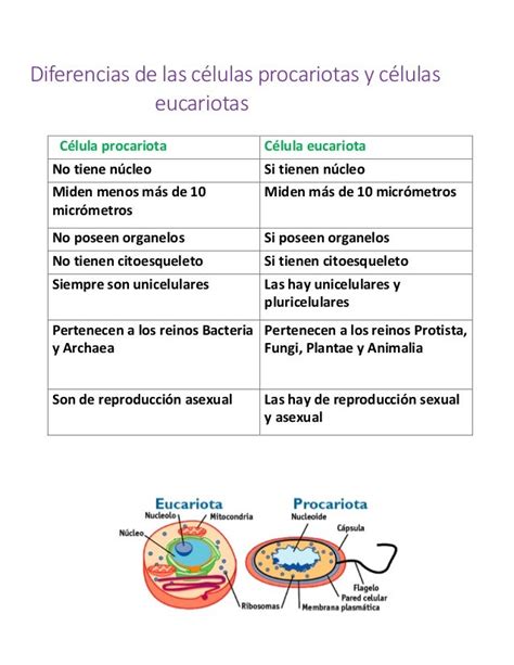 Semejanzas Y Diferencias Entre La Celula Procariota Y Eucariota - Consejos Celulares