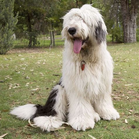 We Admit It — We're Envious of These Long-Haired Dog Breeds | Best large dog breeds, Old english ...