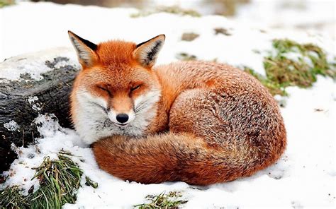 Too Cute To Handle: 25 Melt-Your-Heart Sleeping Fox Pictures | Fox pictures, Animal pictures ...