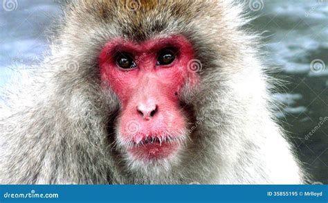 Snow monkey stock image. Image of macaque, fauna, travel - 35855195