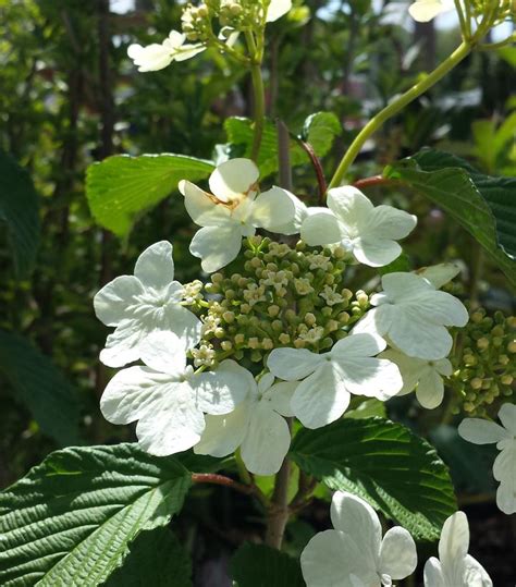 Mariesii Viburnum - Van Wilgen's Garden Center