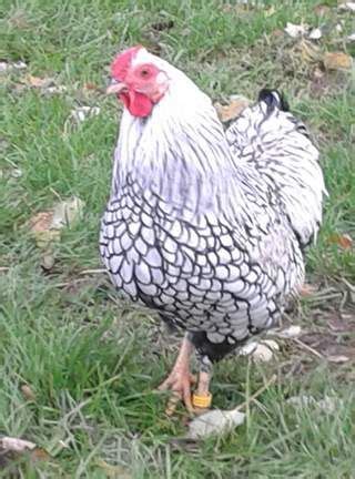 silverlaced wyndotte Cockerell | Chicken breeds, Wyandotte chicken, Pet chickens