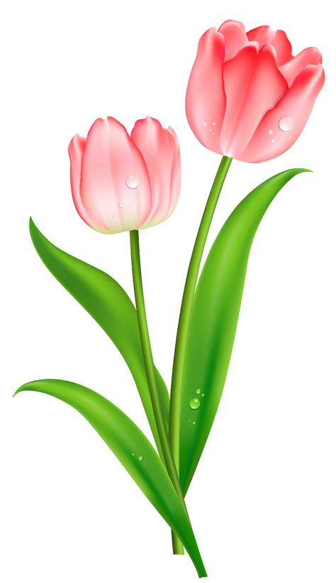 Download High Quality may clip art tulip Transparent PNG Images - Art ...