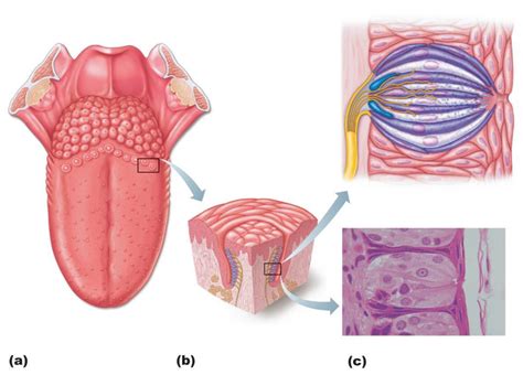 Location & Structure of Taste Buds Diagram | Quizlet