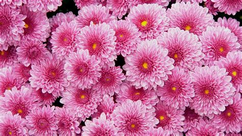 Chrysanthemums wallpaper | 2048x1152 | #66353