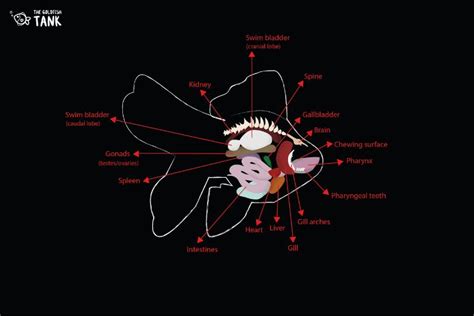 Goldfish Anatomy: The Full Guide | The Goldfish Tank