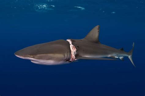 Dusky Shark Rescue - Epic Diving