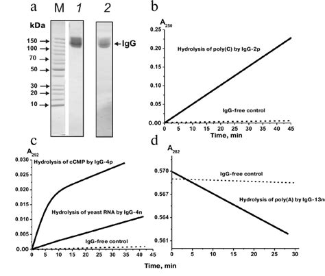 a) Assay of RNase activity of IgG mix (10 µg; equimolar mixture of IgG... | Download Scientific ...