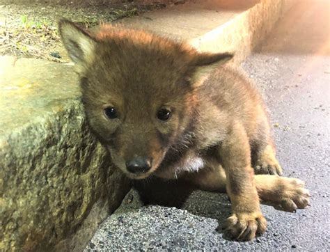 A trooper responded to a call for a wounded dog. What he found was this adorable coyote pup.