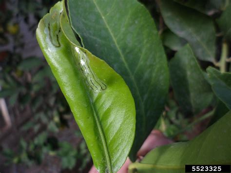 citrus leafminer (Phyllocnistis citrella)