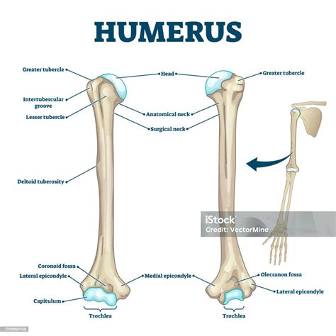 Humerus Labeled