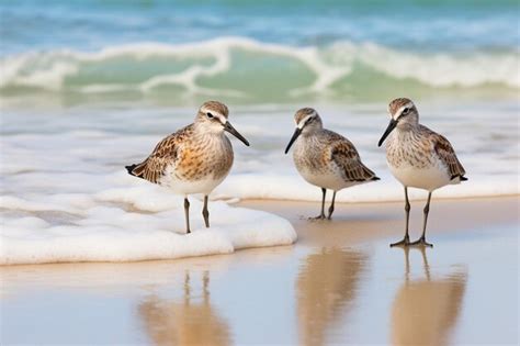 Premium AI Image | Generative AI Short Billed Dowitcher Sandpipers on ...