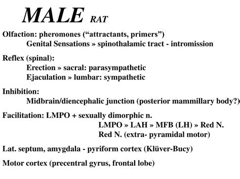 PPT - MALE RAT PowerPoint Presentation, free download - ID:4204346