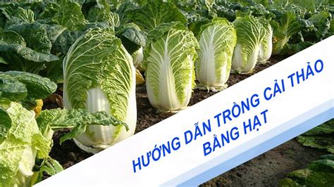 Cách trồng rau cải thảo trong thùng xốp lớn nhanh như thổi | Kỹ thuật ...