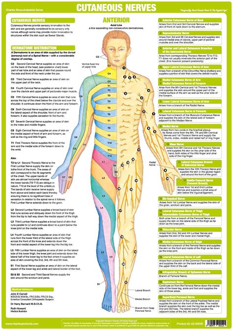 Nervous System Anatomy Posters - Set of 6