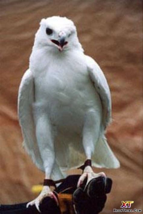 A-Z List of 125 Rare Albino Animals [Pics] - Our World Stuff