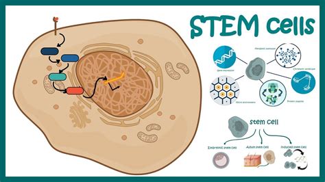 Stem cells | properties, metabolism and clinical usage - YouTube