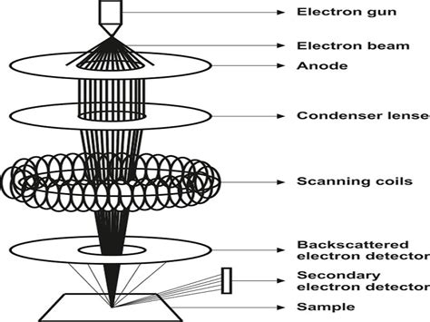 Scanning Electron Microscope Working Principle – StudiousGuy