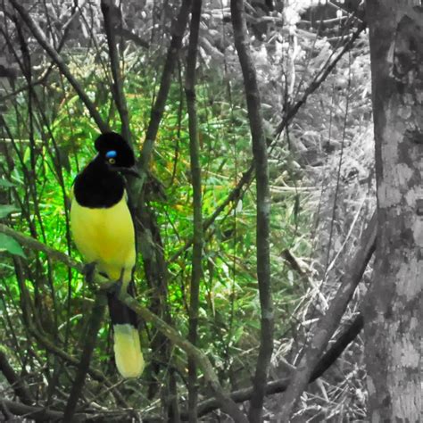 The Thrill on Berryhill ..........................: Iguazu