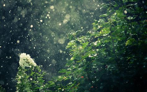 Rain Background Nature Images Hd / 350 Rain Wallpapers Hd Download Free Images Stock Photos On ...