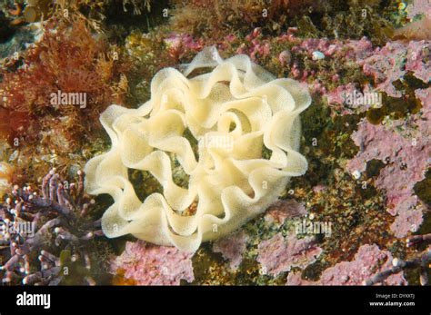 Sea slug reproduction hi-res stock photography and images - Alamy