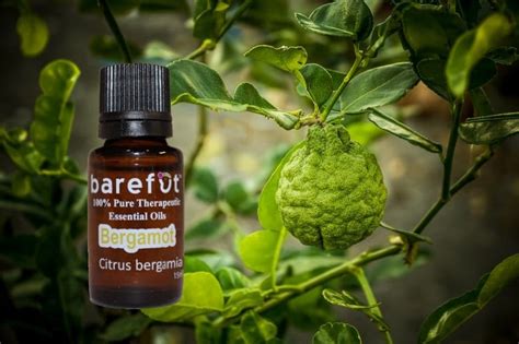 Bergamot Essential Oil - Natural Essential Oils - Barefut Essential Oils