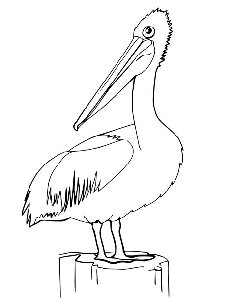 Pelican Coloring Pages - Best Coloring Pages For Kids | Pelican art, Bird coloring pages ...